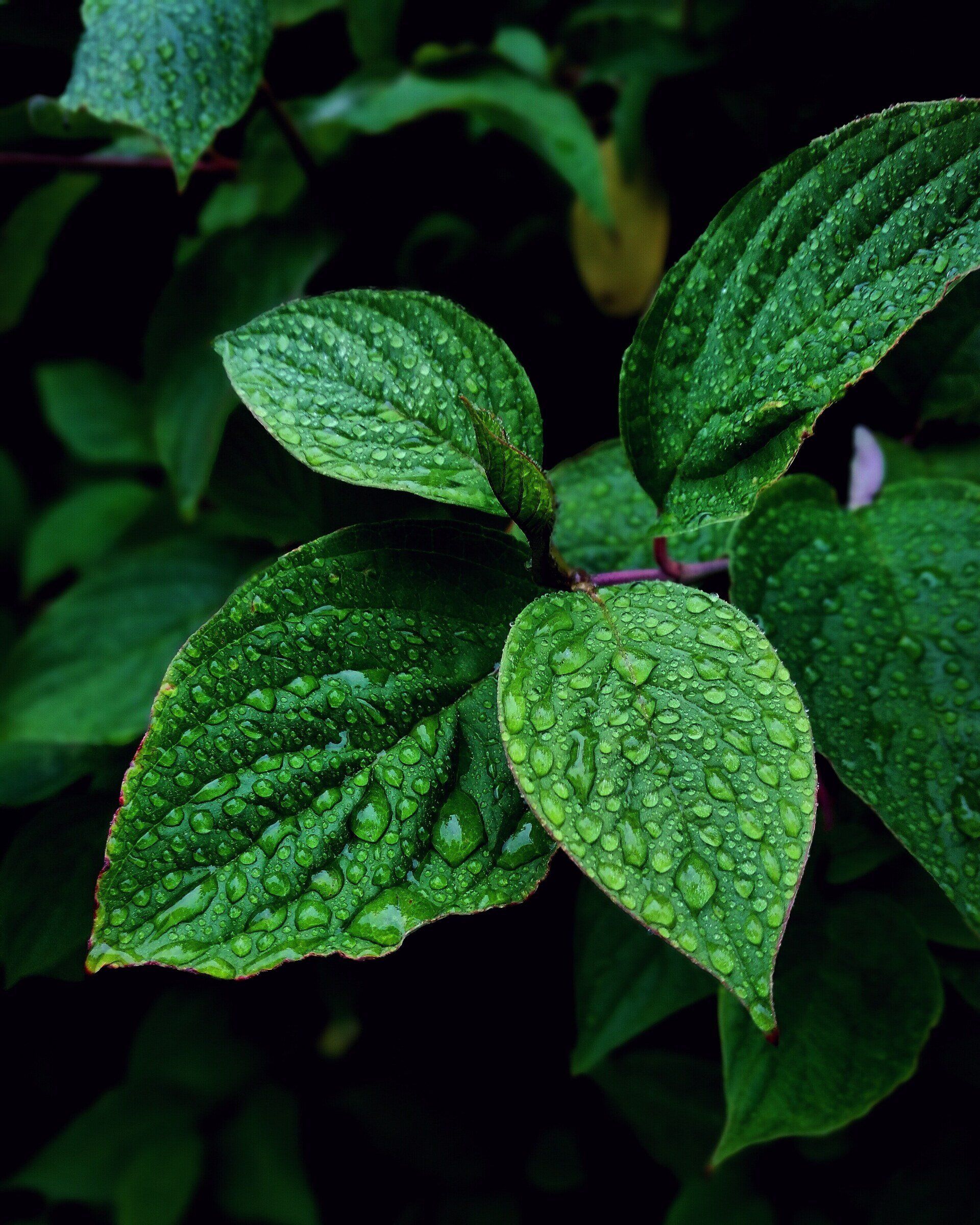 Close-up of green mint leaves with textured surfaces and water droplets against a dark background